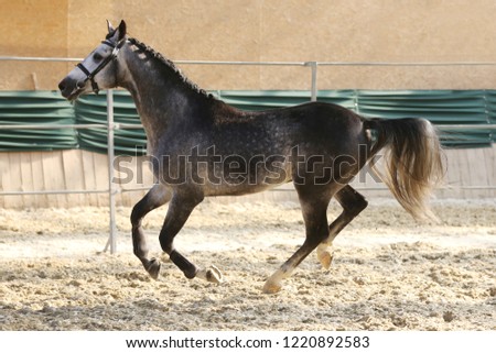 Beautiful young purebred yearling runs across empty riding hall 