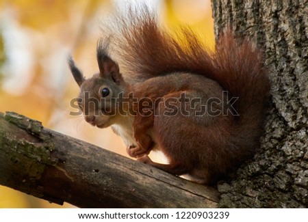 Close-up side view of a red squirrel (Sciurus vulgaris) in the tree in autumn.