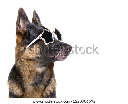 Funny German shepherd wearing glamorous leopard print sunglasses (isolated on white), copy space on the right for your text