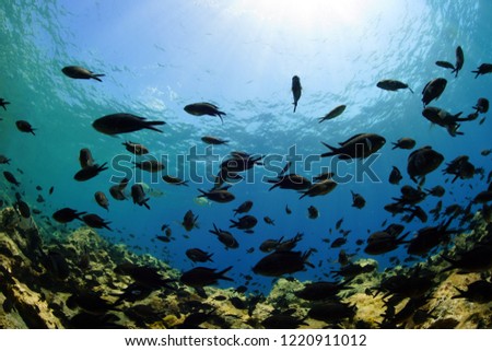 Underwater, chromis chromis, fish
