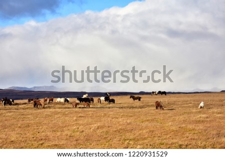 icelandic horses in autumn fields in iceland 