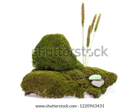 Green moss with stones and spikelets isolated on white background