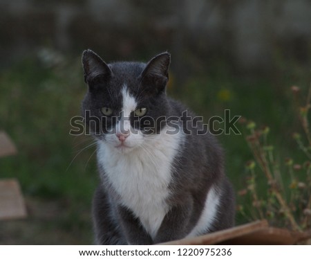 very serious cat in nature
