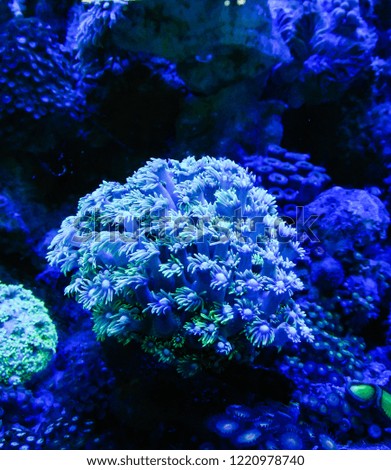 Coral reefs are growing in the aquarium due to the rearing.