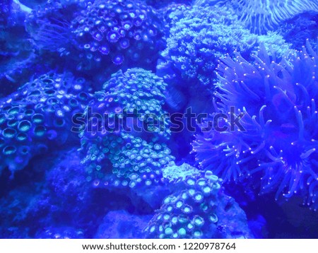 Coral reefs are growing in the aquarium due to the rearing.