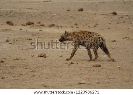 Hyenas in nature