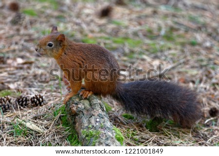 Eurasian Red Squirrel - Sciurus vulgaris 
on the ground