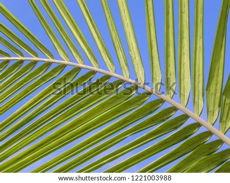 Abstract close up of green palm frond against a blue sky