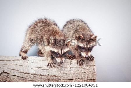 portrait of two little playful racoons animal on a log