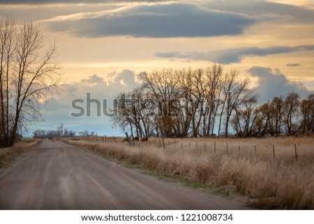 Country road with tree silhouettes on both sides.