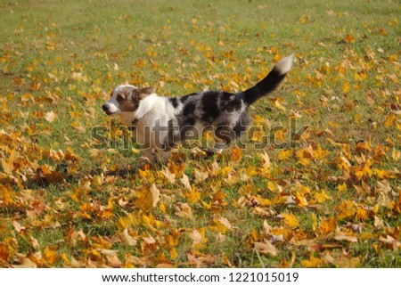 adorable white grey and brown puppy joyfully playing in orange and yellow autumn leaves in a green yard