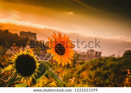 Blossom of sunflowers, beautiful sunflowers in city, Ukraine pan