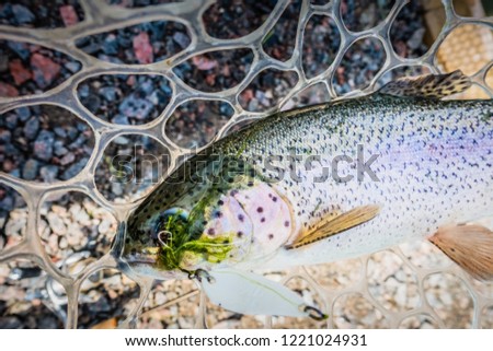 AREA fishing, trout