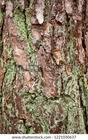 Close up picture of a pine tree bark covered with green moss, natural background.
