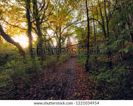  Autumn forest morning,Northern Ireland