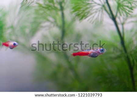 Horizontal shot of two aquarium fish Blue neon with a red tail and large blue eyes on the background of green shrubby aquarium plants in the clear water.
