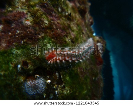 tube worm underwater