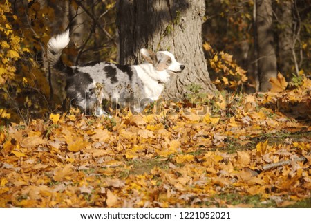 gorgeous action shot of a small brown, grey and white puppy running and leaping in bright orange and yellow autumn leaves in front of a tree