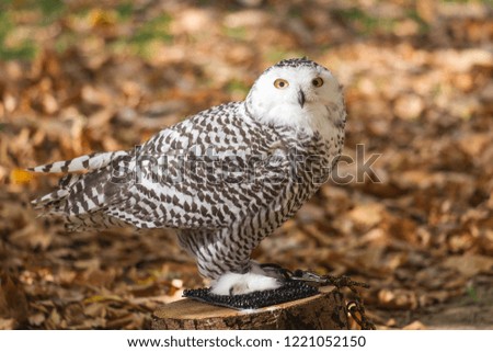 Portrait of The snowy owl, Bubo scandiacus.