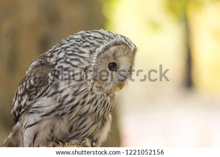 Portrait of The Ural owl, Strix uralensis.