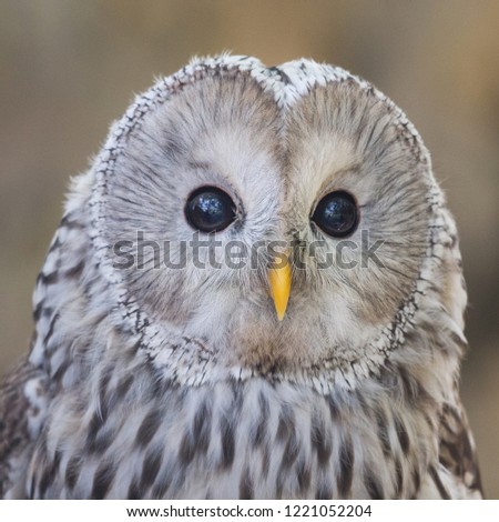Portrait of The Ural owl, Strix uralensis.