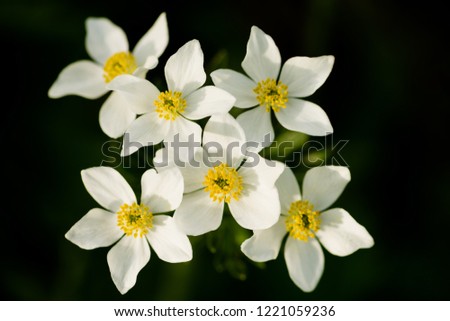 Narcissus anemone (Anemone narcissiflora) in spring, Ukraine