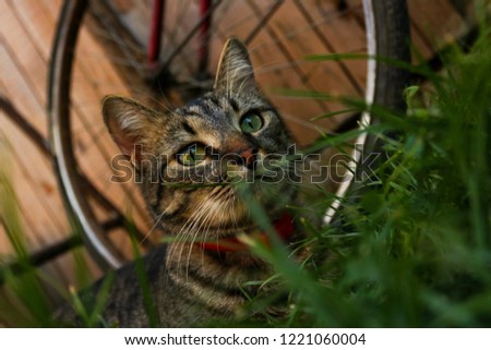 A curious cat in grass in front of a bike