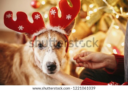 girl putting on cute dog reindeer antlers on background of golden beautiful christmas tree with lights in festive room. doggy with adorable eyes at glowing illumination. family winter holidays
