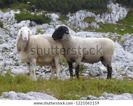 Two Alpine sheep in Austria. Male and female mammals, black and white pair, yin and yang symbol looking at the camera. Mountains and rocks in the background. Photo taken half face and en face