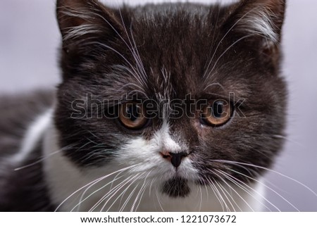 Close up photo of Scottish Straight Shorthair kitten.