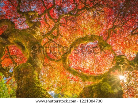 This is a century-old Japanese maple in autumn colors.