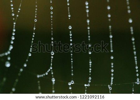 The Spider Web close up. Abstract background. selective focus.
