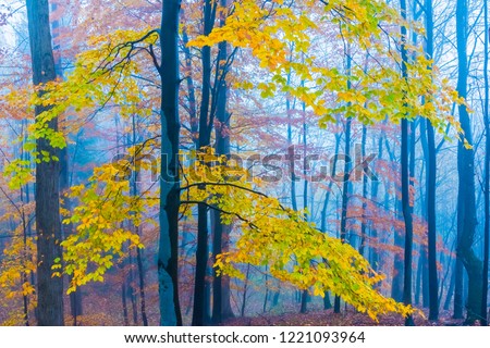 Mysterious foggy autumn forest with yellow leaves and dark atmosfere, Czech Republic, Europe