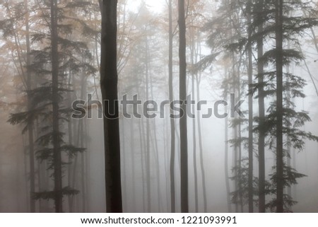 Mysterious autumn Europian Forest with dark atmosfere with fog, Czech Republic, Europe