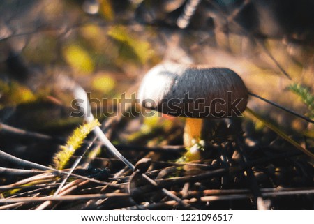 Dangerous poisonous mushrooms close up image