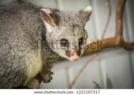 Rescued Brushtail Possum