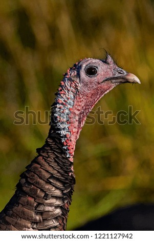 Turkey Head Close-up