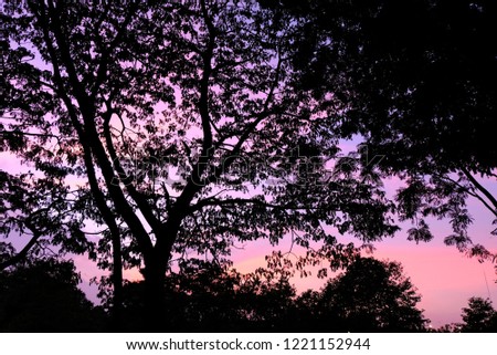 Nature leaves and tree silhouette photo Abstract background