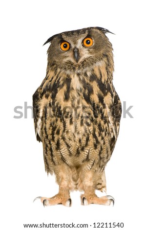 Eurasian Eagle Owl - Bubo bubo (22 months) in front of a white background