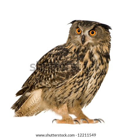 Eurasian Eagle Owl - Bubo bubo (22 months) in front of a white background