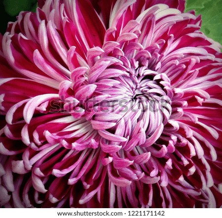 Nice chrysanthemum flower isolated in garden - close up