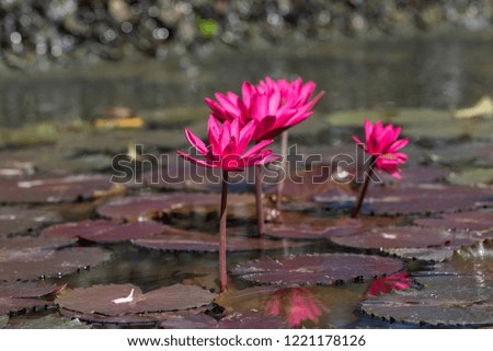 Pink Water Lily with Bokeh background