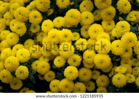 Chrysanthemums, Yellow Chrysanthemum wallpaper, Beautiful Yellow flower blooming in spring summer

