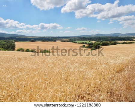 Long wheat fields on French Way- Camino de Santiago (Spain) a daily picture
