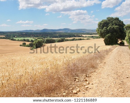 way with the wheat fields on French Way- Camino de Santiago (Spain) a daily picture