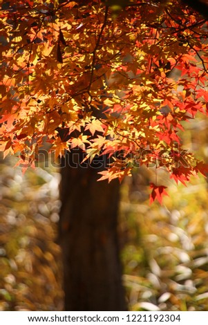 Maple leaves in autumn
