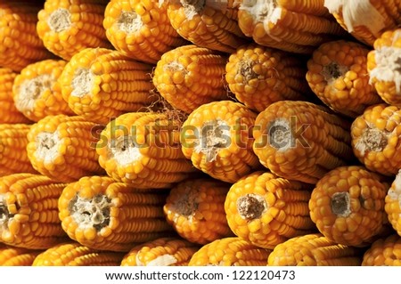 Fall harvest season. After the farmer's hard work, they get a golden harvest of corn. The picture shows the harvest of corn cobs.