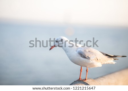 Larus brunnicephalus, Seagull, is a medium to large bird. , Gray or white hair, long mouth, and large feet. Are combined into a large crowd. Trivia along the coast