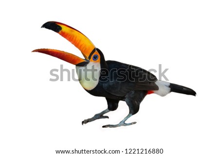 Toco Toucan isolated on white.