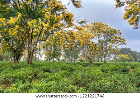 Season of Senna spectabilis flowers or Cassia excelsa, Cassia fastigiata bloomed in Bau Can tea plantation in Gia Lai province, Vietnam.
 Royalty-Free Stock Photo #1221221746